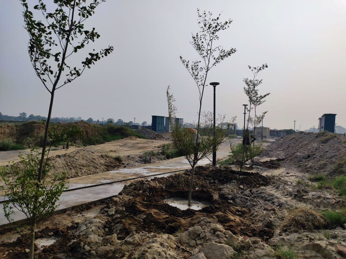 Plantation of Trees at Central Greens
